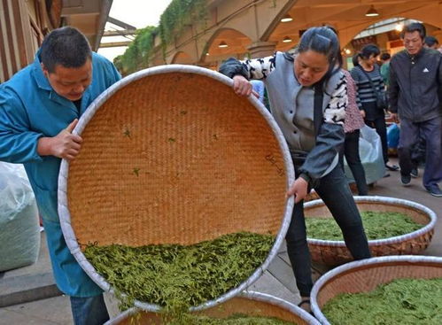科技，让茶香更浓郁——茶叶加工的现代蜕变