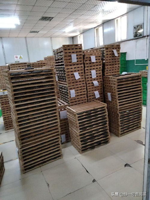 2021年普洱茶厂压制的加工场景