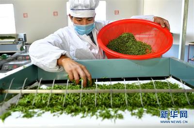 湖北恩施 “订单春茶”加工忙，谱写乡村振兴新篇章