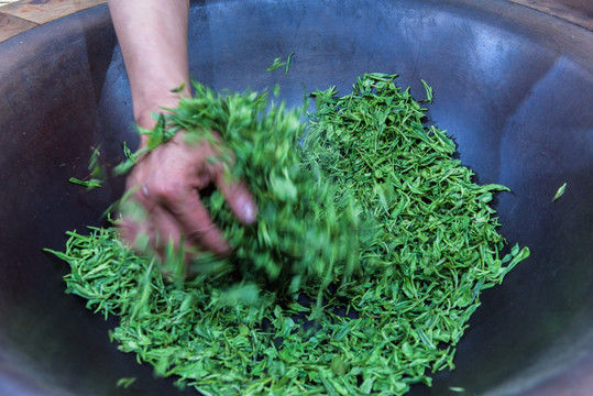 茶叶加工 从一片叶到一杯香的匠心之旅