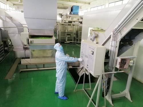 湖北宜昌全球首家茶叶加工无人工厂复工茶乡春茶开园