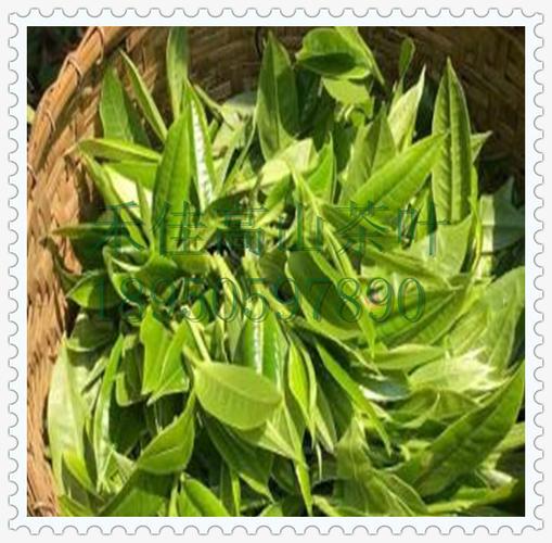 福建新品普洱茶 陈年普洱250g散装批发 普洱茶黑茶 厂家直销