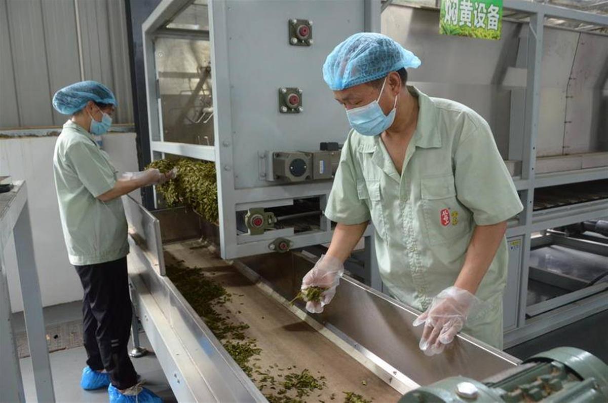一片叶子的“共富”密码——大悟发展黄茶产业推进乡村振兴纪实