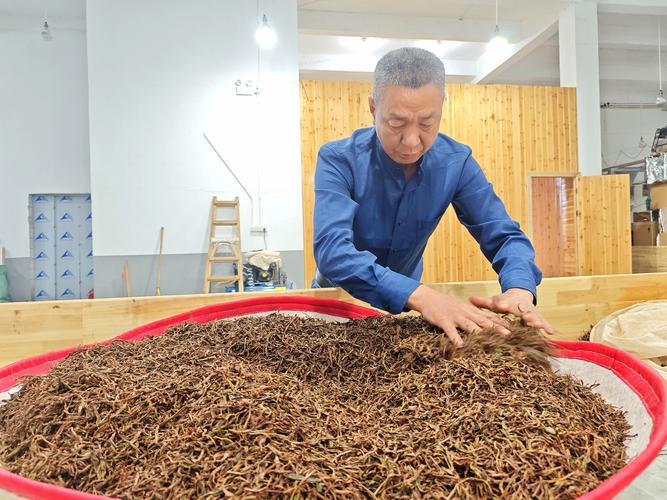 寿宁坑底乡首个标准化茶叶加工厂建成投产